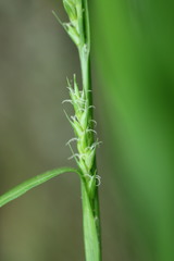 Carex grisea