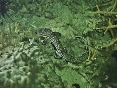 Atelomycterus marmoratus