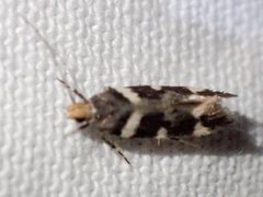 Macrobathra leucopeda