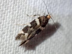 Macrobathra leucopeda