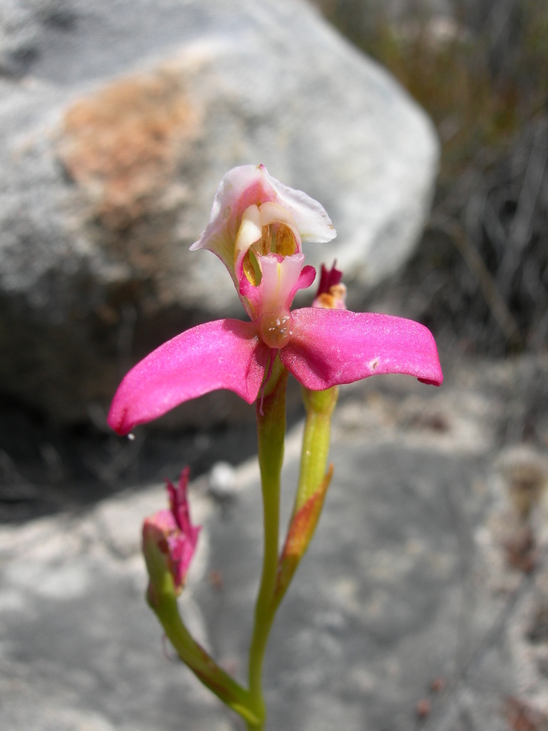 Dry Disa from Milner Ridge Peak, Cape Winelands District Municipality ...