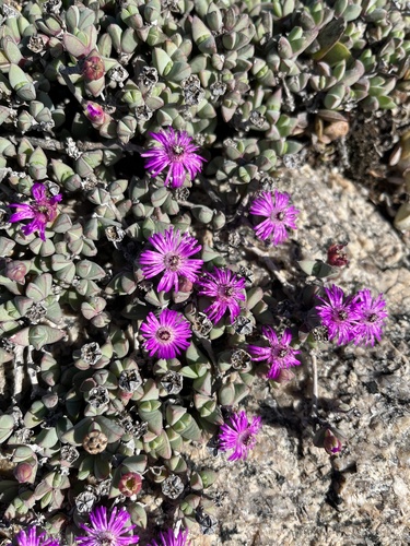 Antimima limbata