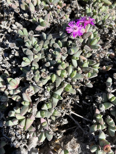 Antimima limbata