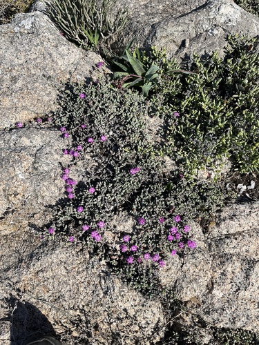 Antimima limbata