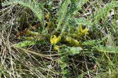 Astragalus buchtormensis