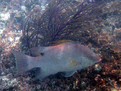 Lachnolaimus maximus