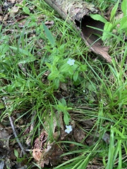 Moehringia lateriflora
