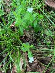 Moehringia lateriflora