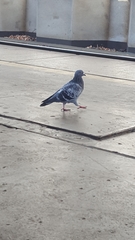Columba livia domestica