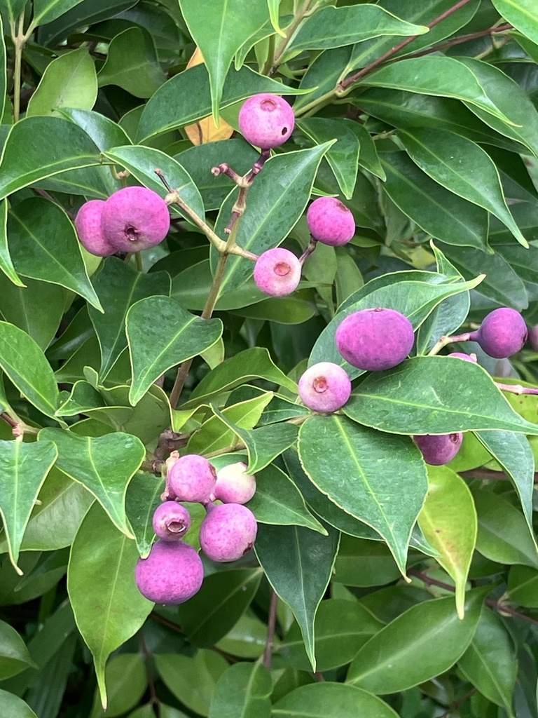 Syzygium acuminatissimum