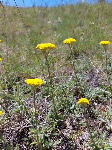 Image of Achillea tomentosa by (c) Thomas Koffel, some rights reserved (CC BY)