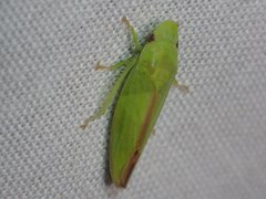 Reuplemmeles hobartensis