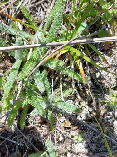 Image of Achillea tomentosa by (c) Thomas Koffel, some rights reserved (CC BY)