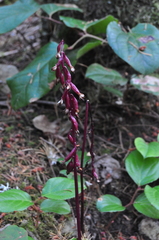 Corallorhiza maculata occidentalis