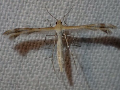 Spiderling Plume Moth