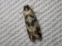 Lepidoscia characota