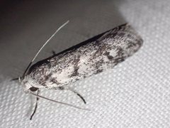 Lichenaula onychotypa