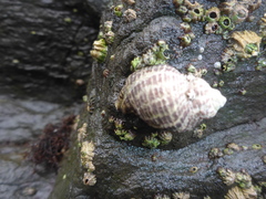 Acanthinucella punctulata