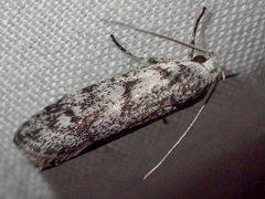 Lichenaula onychotypa