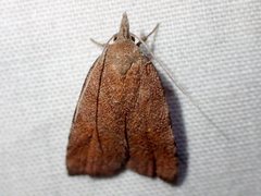 Tortricopsis euryphanella