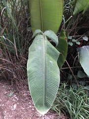 Heliconia champneiana