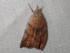 Tortricopsis euryphanella