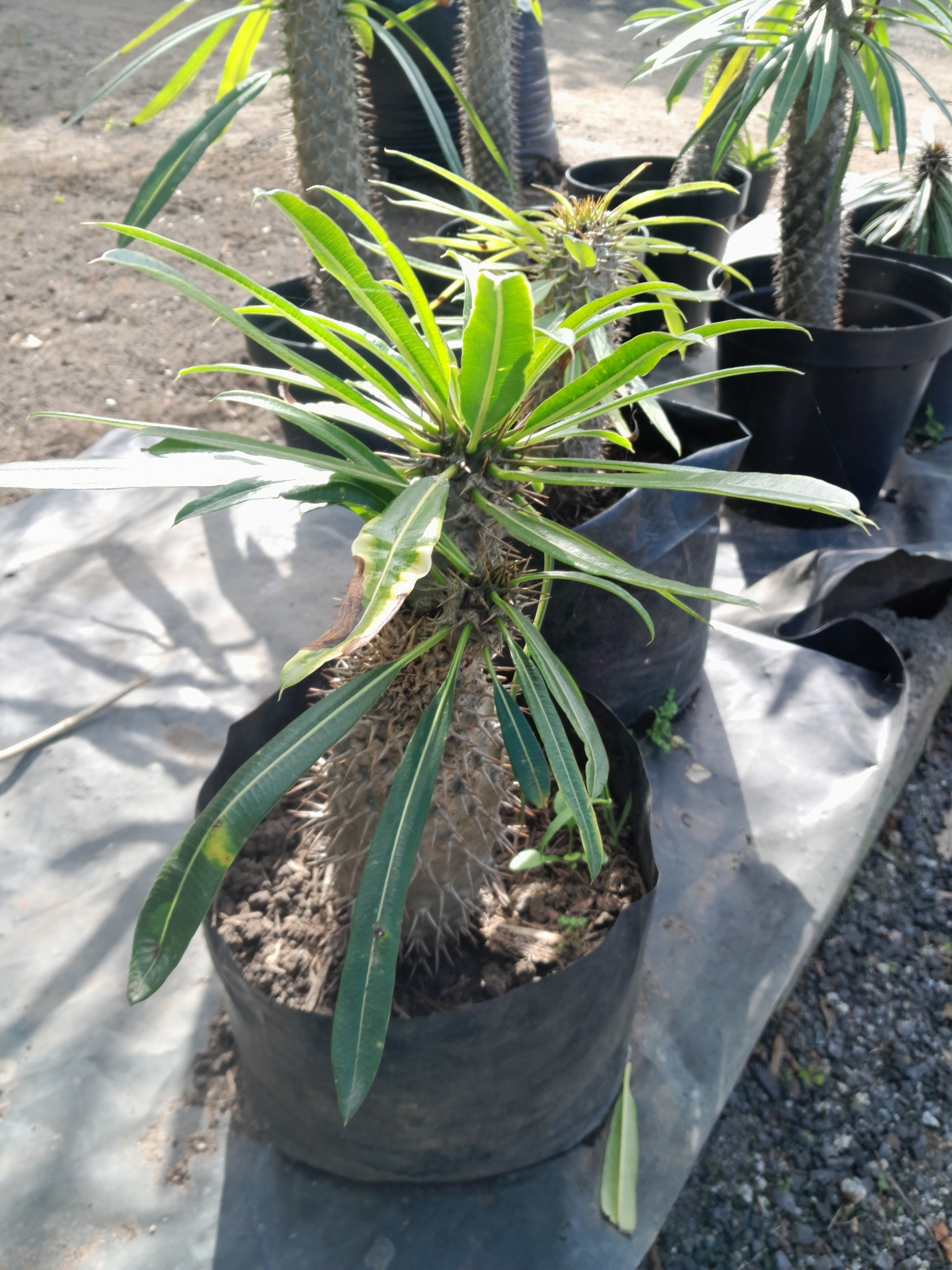 Imagem de Pachypodium