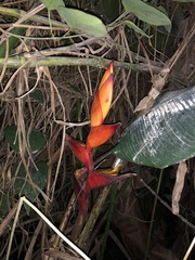 Heliconia champneiana
