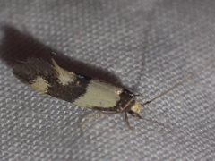 Opogona comptella