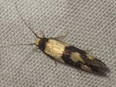Opogona comptella