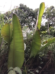 Heliconia champneiana