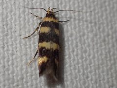 Cirromitra tetratherma