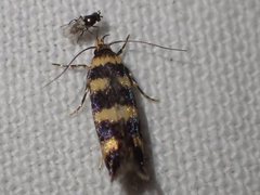 Cirromitra tetratherma