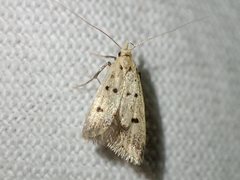 Atheropla decaspila