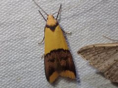 Hemibela oxyptera