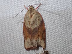 Euchaetis crypsichroa