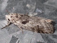 Lichenaula choriodes