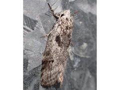 Lichenaula choriodes