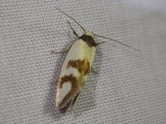 Antipterna trilicella