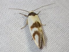 Antipterna trilicella