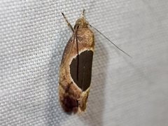 Hoplomorpha abalienella