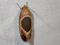 Hoplomorpha abalienella