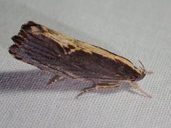 Archaereta dorsivittella