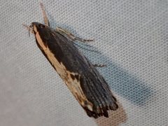 Archaereta dorsivittella