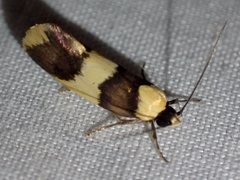 Telecrates laetiorella