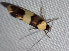 Telecrates laetiorella