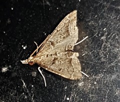 Sufetula hemiophthalma