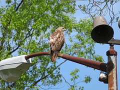 Buteo jamaicensis