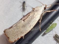 Tymbophora peltastis