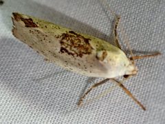 Tymbophora peltastis